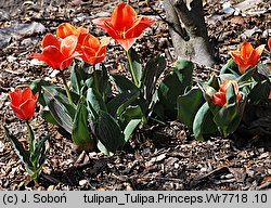 Tulipa ‘Princeps’ (tulipan odm. Princeps)