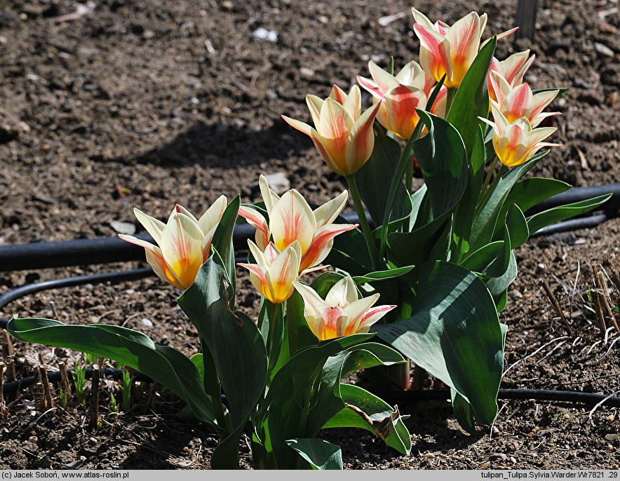 Tulipa cv. Sylvia Warder (tulipan odm. Sylvia Warder)