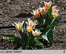 Tulipa ‘Sylvia Warder’ (tulipan odm. Sylvia Warder)