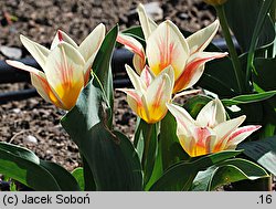Tulipa cv. Sylvia Warder (tulipan odm. Sylvia Warder)