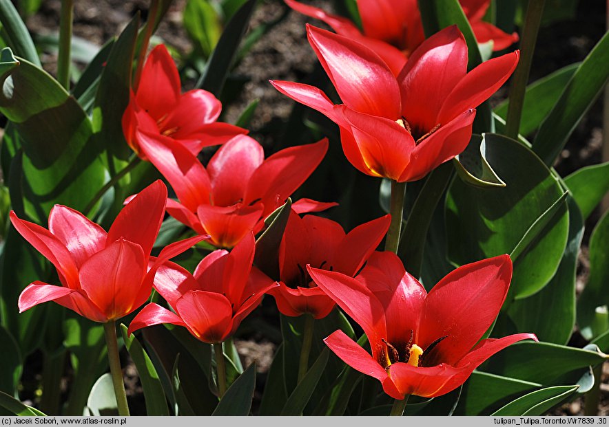 Tulipa cv. Toronto (tulipan odm. Toronto)