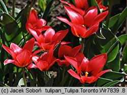 Tulipa cv. Toronto (tulipan odm. Toronto)