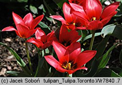 Tulipa cv. Toronto (tulipan odm. Toronto)
