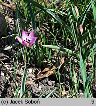 Tulipa humilis (tulipan niski)