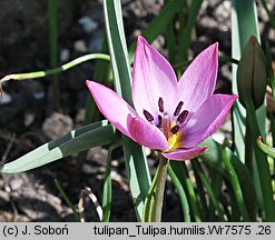 Tulipa humilis (tulipan niski)