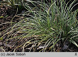 Carex conica (turzyca stożkowata)