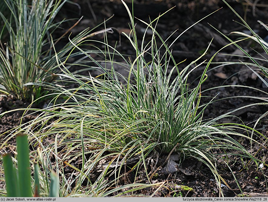 Carex conica (turzyca stożkowata)