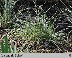 Carex conica (turzyca stożkowata)