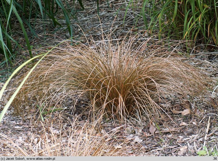 Carex comans Bronze Form