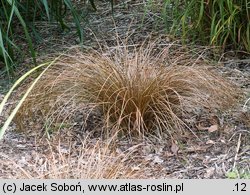 Carex comans Bronze Form