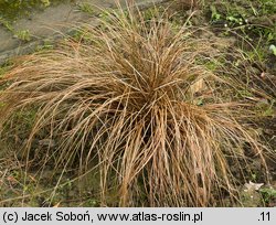 Carex comans