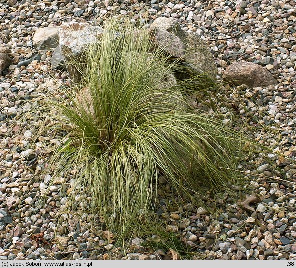 Carex comans Frosted Curls