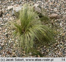 Carex comans Frosted Curls