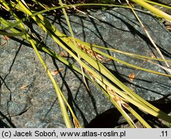 Carex capillaris