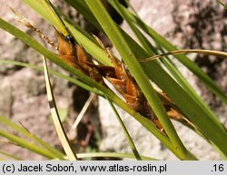 Carex capillaris