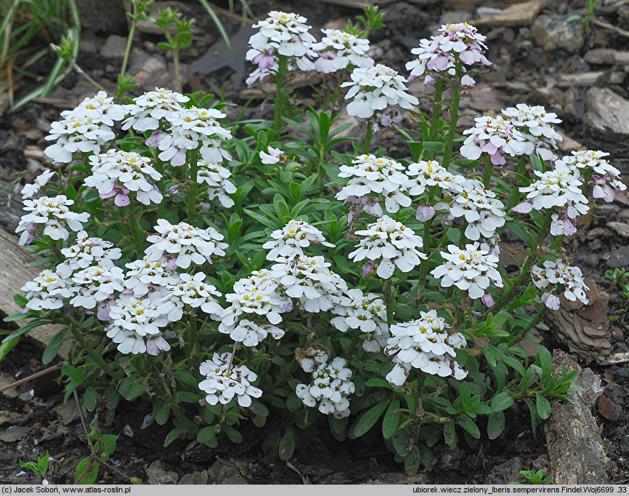 Iberis sempervirens (ubiorek wiecznie zielony)