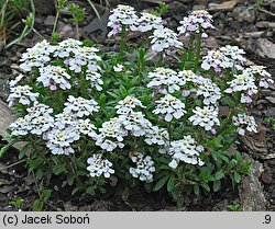 Iberis sempervirens (ubiorek wiecznie zielony)