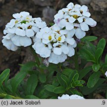 Iberis sempervirens (ubiorek wiecznie zielony)