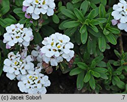 Iberis sempervirens (ubiorek wiecznie zielony)