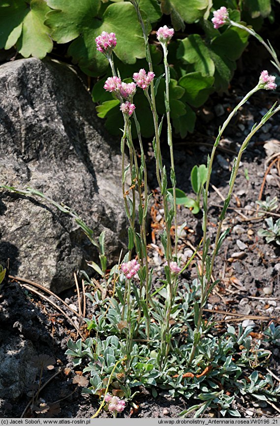 Antennaria rosea ssp. rosea (ukwap różowy)