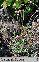 Antennaria rosea ssp. rosea (ukwap różowy)