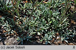 Antennaria rosea ssp. rosea (ukwap różowy)