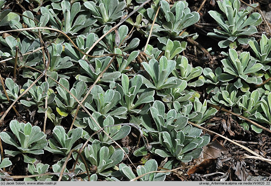 Antennaria alpina (ukwap alpejski)