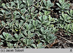 Antennaria alpina (ukwap alpejski)