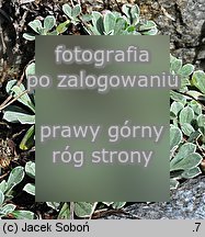 Antennaria alpina (ukwap alpejski)