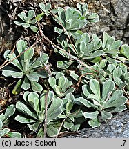 Antennaria alpina (ukwap alpejski)