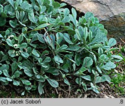 Antennaria rosea ssp. rosea (ukwap różowy)