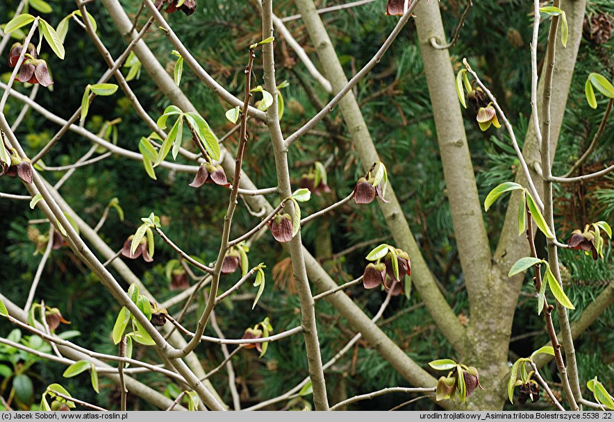 Asimina triloba (urodlin trójłatkowy)