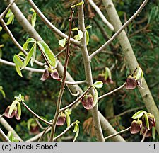 Asimina triloba (urodlin trójłatkowy)