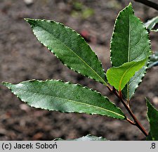 Laurus nobilis (wawrzyn szlachetny)
