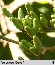 Syringa josikaea