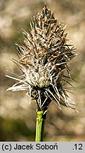 Eriophorum vaginatum (wełnianka pochwowata)