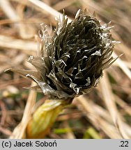 Eriophorum vaginatum (wełnianka pochwowata)