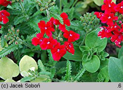 Verbena ×hybrida (werbena ogrodowa)