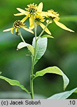 Verbesina alternifolia (werbesina wysmukła)