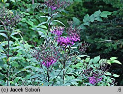 Vernonia noveboracensis (wernonia nowojorska)