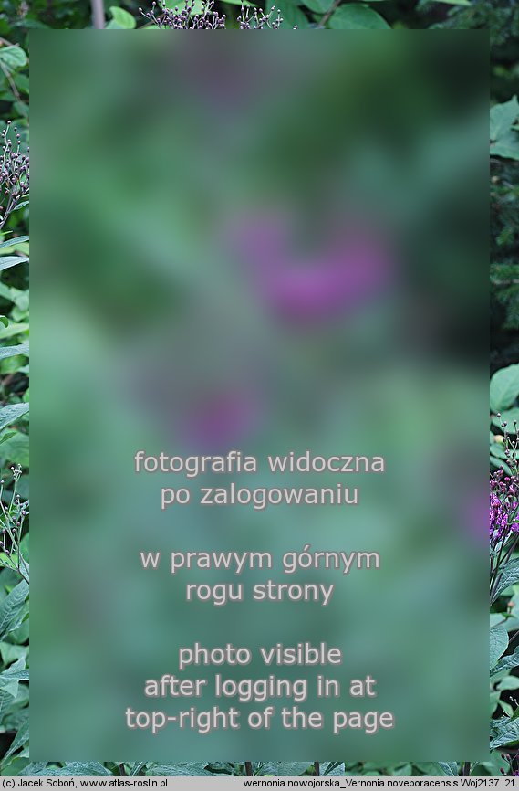 Vernonia noveboracensis (wernonia nowojorska)