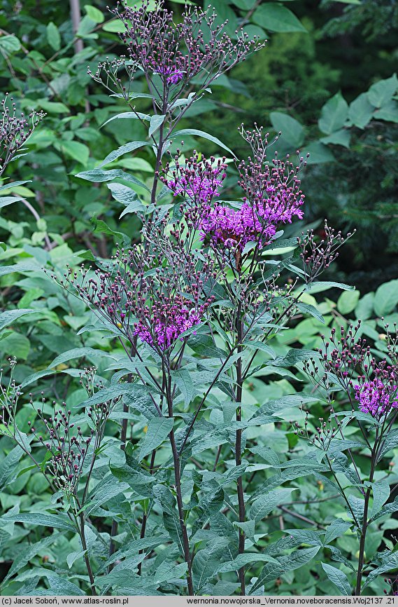 Vernonia noveboracensis (wernonia nowojorska)