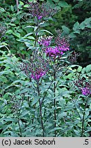 Vernonia noveboracensis (wernonia nowojorska)