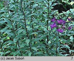 Vernonia noveboracensis (wernonia nowojorska)