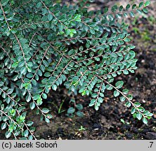 Ulmus parvifolia (wiąz drobnolistny)