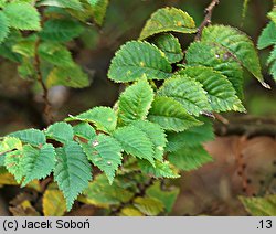 Ulmus ×hollandica Jacqueline Hillier