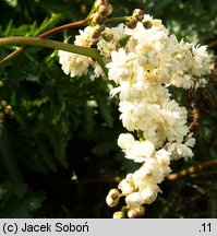 Filipendula vulgaris