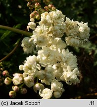 Filipendula vulgaris