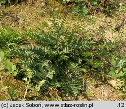 Filipendula vulgaris