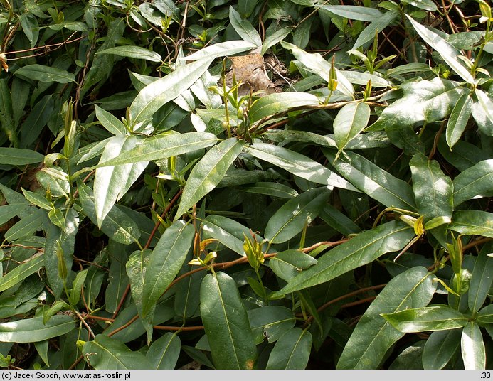 Lonicera henryi